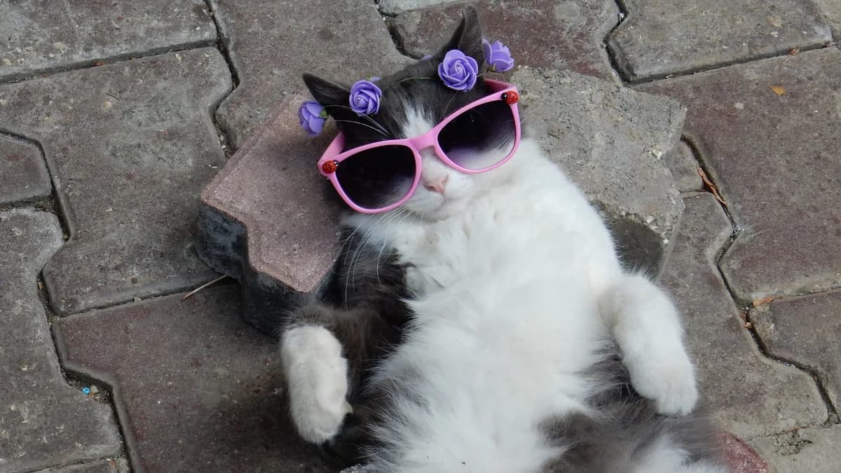 Cat in pink sunglasses lying on a sidewalk