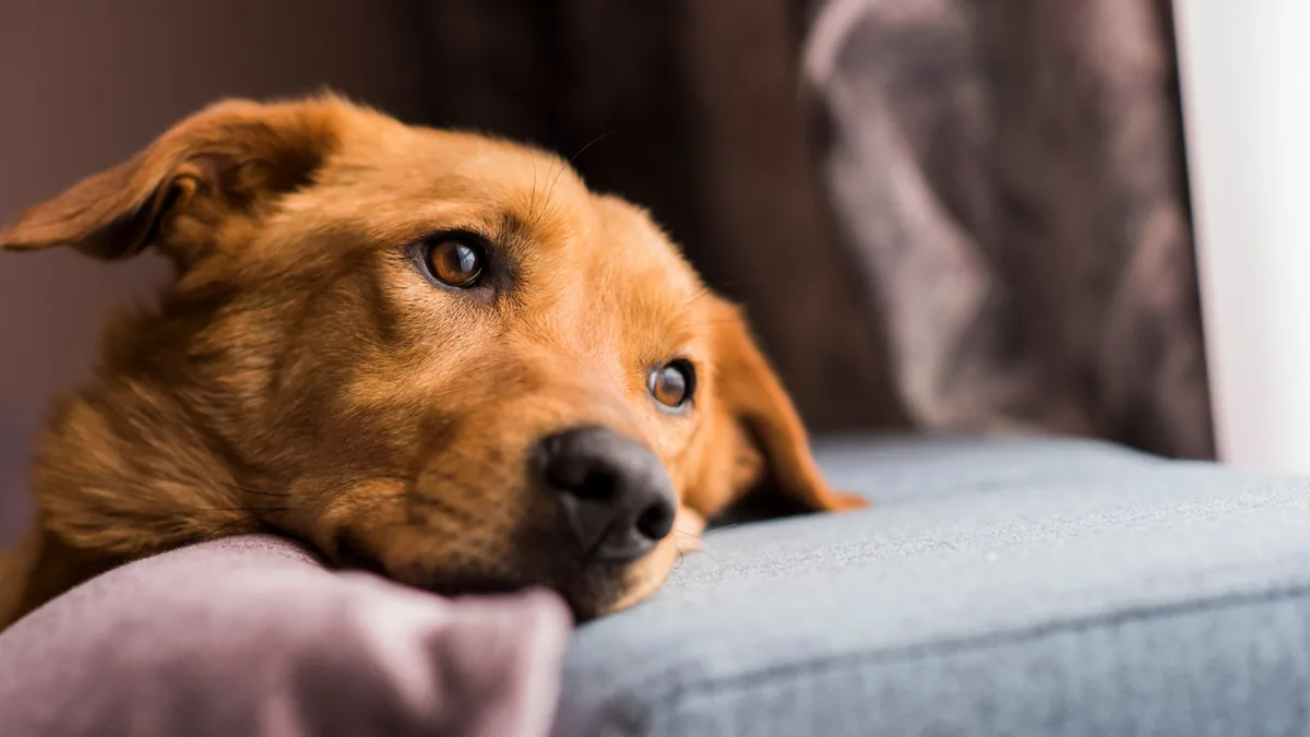 Dog resting its head on a sofa cushion